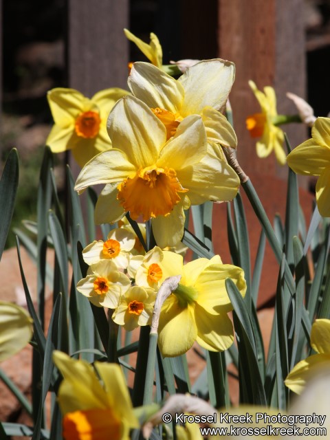 Daffodil