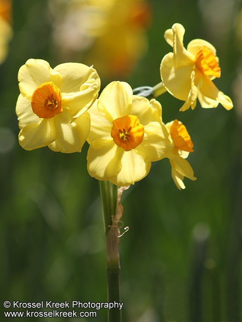 Daffodil