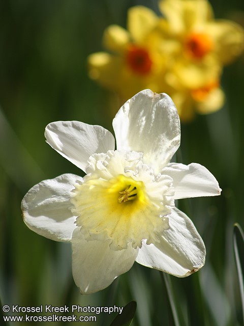 Daffodil