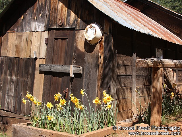 Daffodils