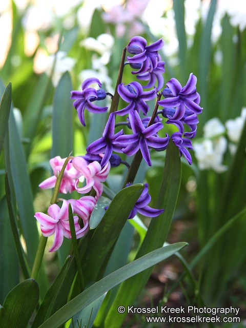 Hyacinth