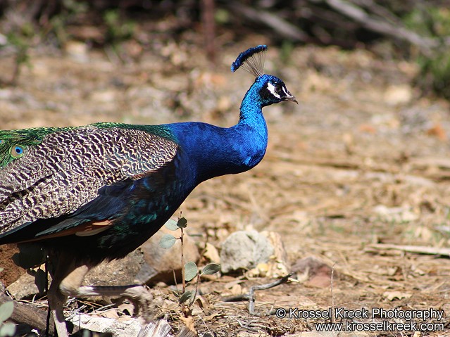 Peacock