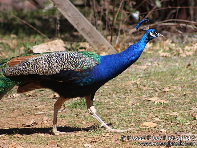 Peacock