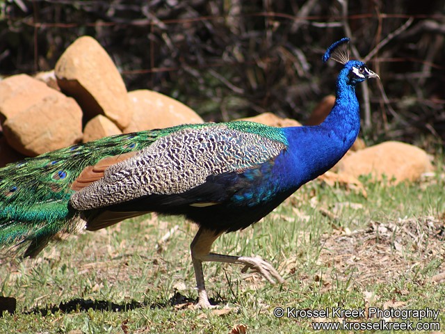 Peacock