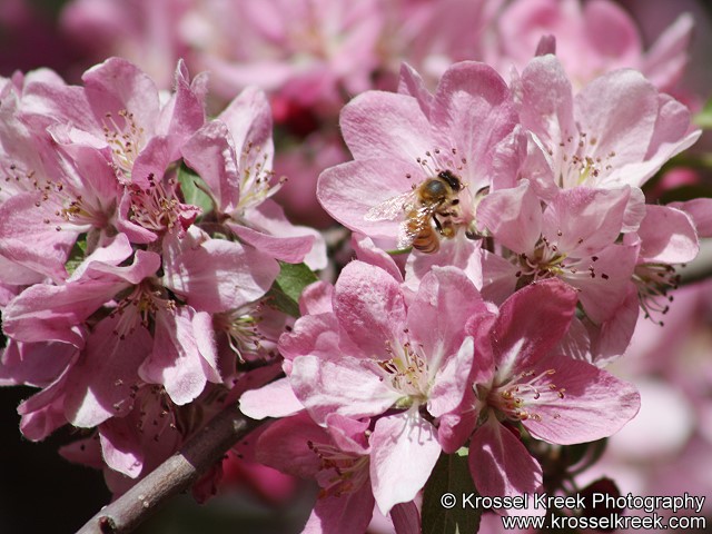 Honey Bee in flowering Plum Tree