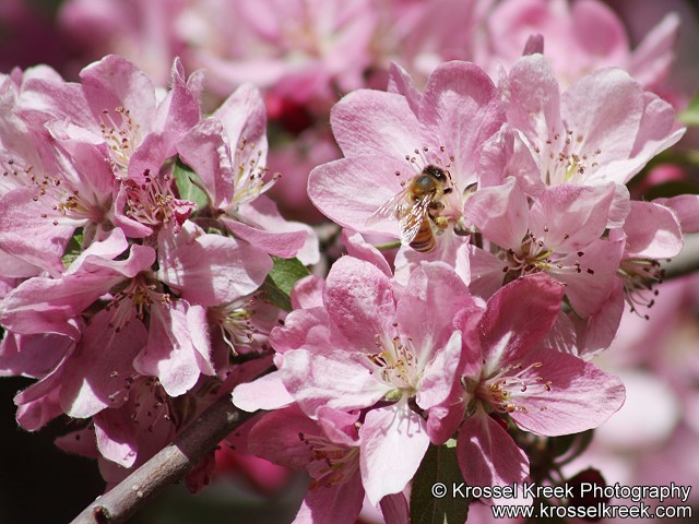 Honey Bee in flowering Plum Tree