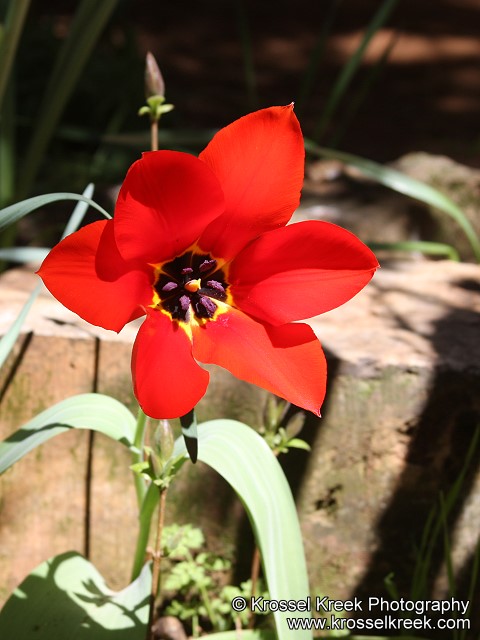 Tulip