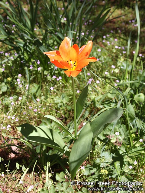 Tulip