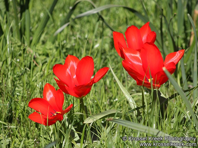 Tulip