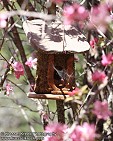 Birdhouse