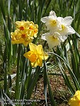 Daffodil