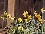 Daffodil