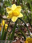 Daffodil