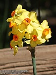 Daffodil