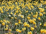 Field of Daffodils