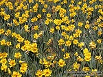Field of Daffodils