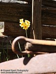 Daffodil and Fence