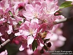Honey Bee in flowering Plum Tree
