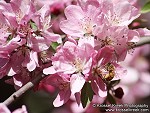 Honey Bee in flowering Plum Tree