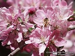 Honey Bee in flowering Plum Tree