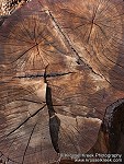 Tree Stumps grown Together