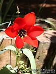 Tulip