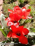Tulip