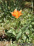 Tulip
