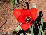 Tulip