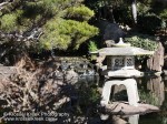 Koi Pond 1