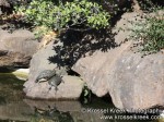 Koi Pond 10