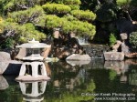 Koi Pond 3