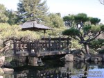 Koi Pond 4