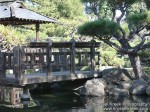 Koi Pond 5
