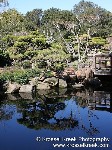 Koi Pond 6