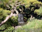 Koi Pond 7