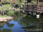 Koi Pond 8