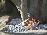 Mushrooms