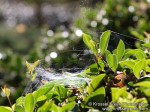 Spider Web